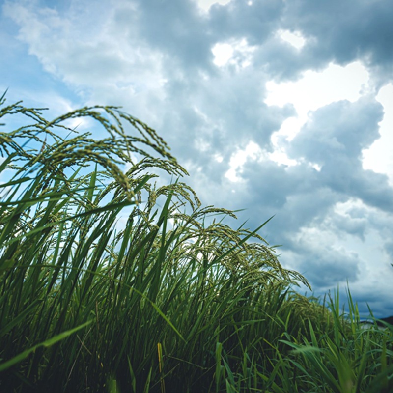 ��� ��ȥ� �����ʲ����� [720ml]