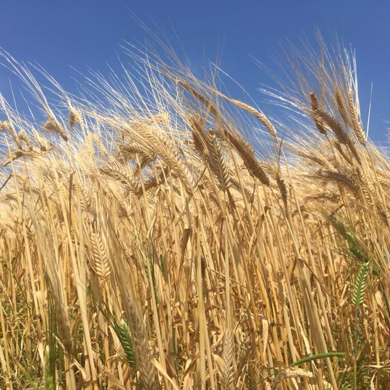 ������� ������ [1.8L]