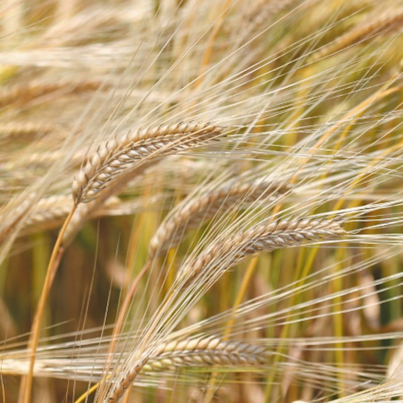 ����եȥޥ�¿�� �����ƥ��֥饦�� ������ [720ml]