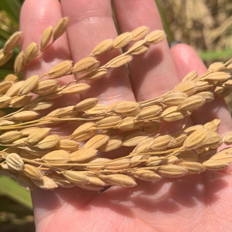 �ܺ׾��� �������� [720ml]