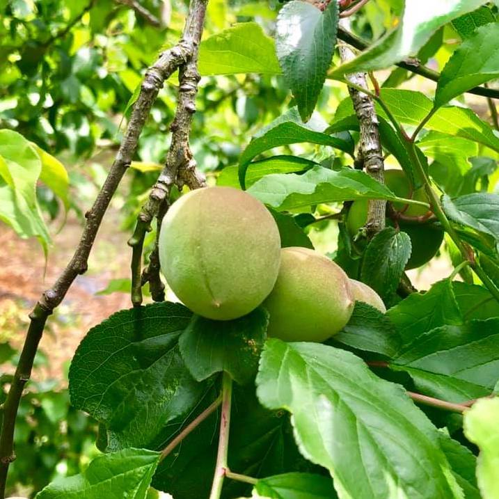 ���� ���Ϥˤ����߼� [1.8L]