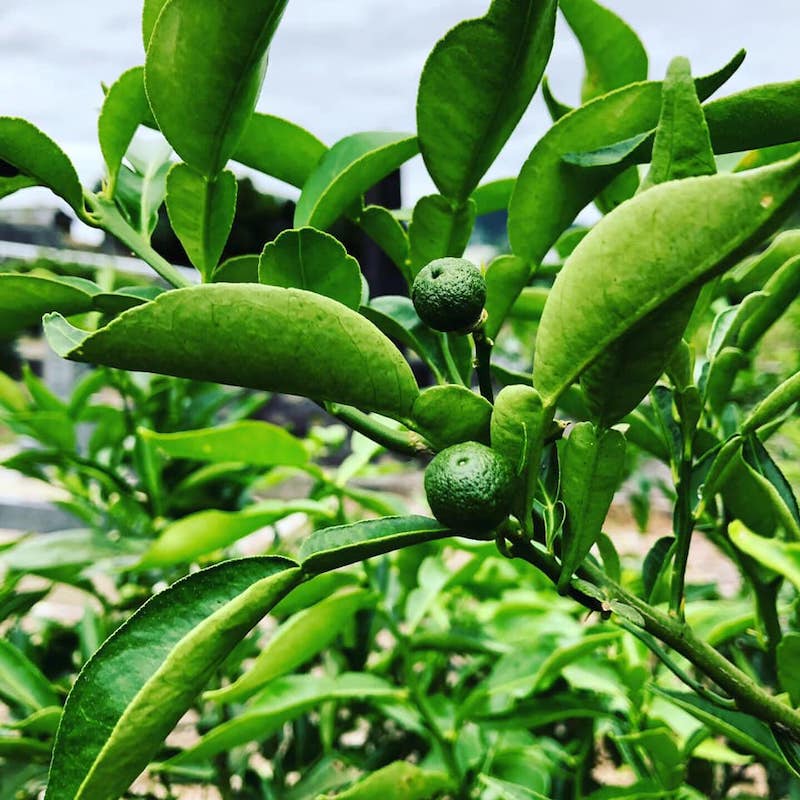 ���� �椺�� [720ml]