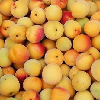 Ȭ�����߼������ߡ� [1.8L]