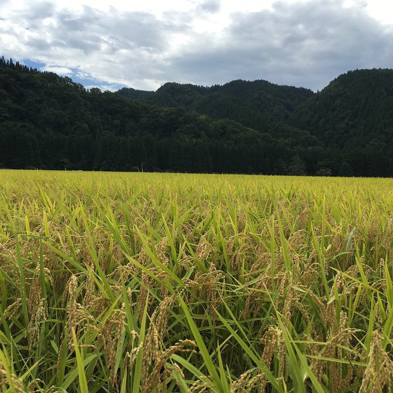 ���� ����ǭ ���Ƽ� [720ml]