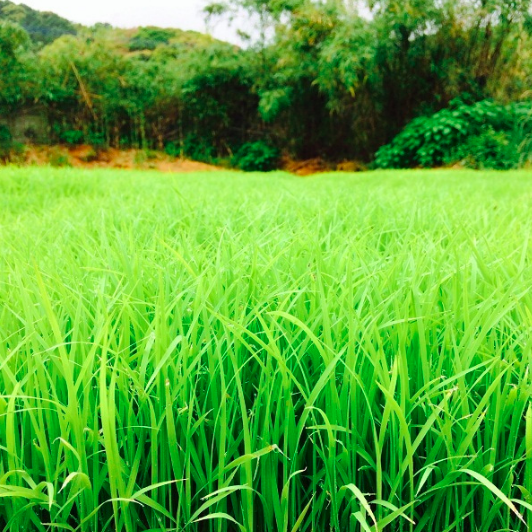 �����Ӥ��� ���Ƽ� [1.8L]