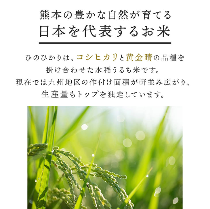 《送料無料》令和6年産／熊本県産「ひのひかり」5kg
