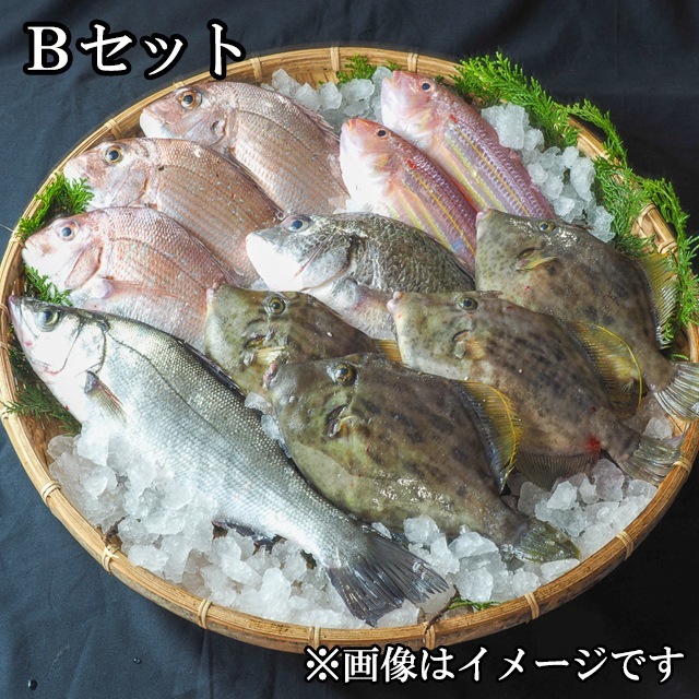 さるがく水産 新鮮とれたて直送お任せ鮮魚BOX 3〜4kg Bセット　メーカー直送　代引・同梱不可