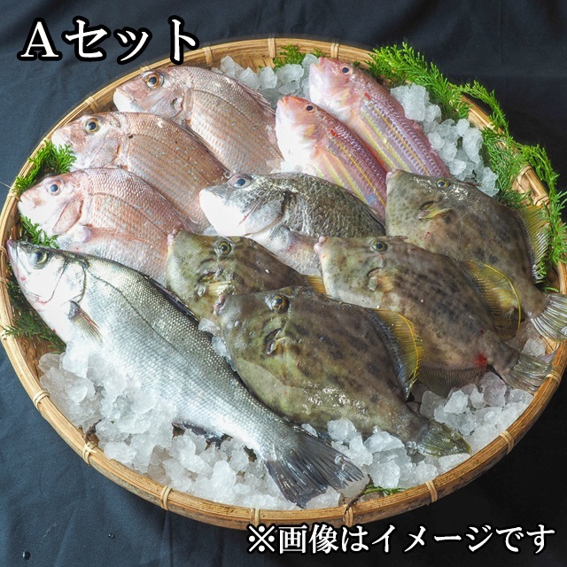 さるがく水産 新鮮とれたて直送お任せ鮮魚BOX 5〜7kg Aセット　メーカー直送　代引・同梱不可