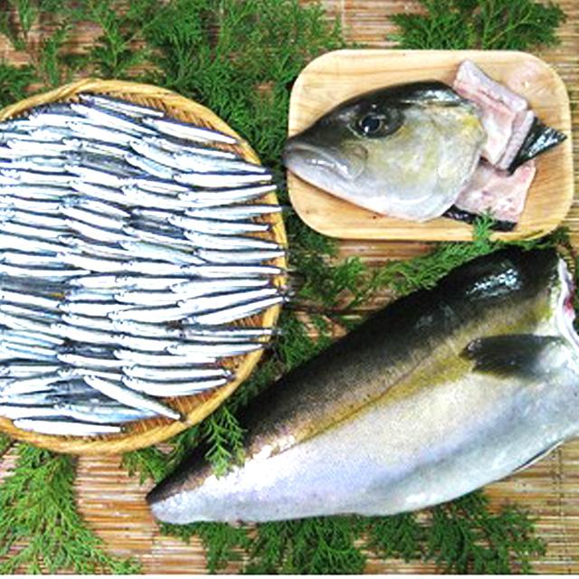 甑島産 カンパチ半身+生きびなごのセット　甑島産産地直送ｆ　西日本エリアまで出荷可能