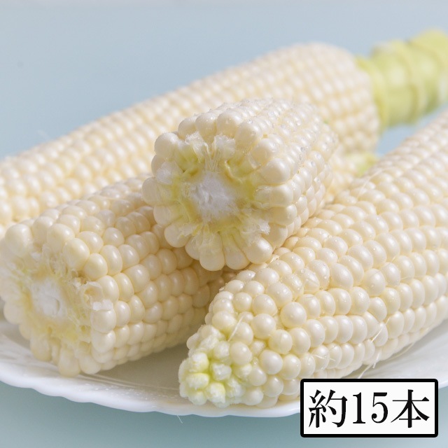 予約商品 6月1日より発送予定 迫田興産 伊佐産白とうもろこし ピュアホワイト 約15本入　メーカー直送　代引 同梱不可