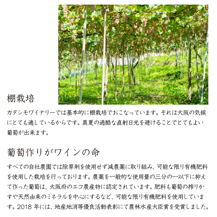 【2026国産ヌーヴォー】カタシモワイナリー　デラウェア葡萄　500ml (白ワイン)　河内ワイン ヌーボー 新酒 甘口 酸化防止剤無添加 不使用