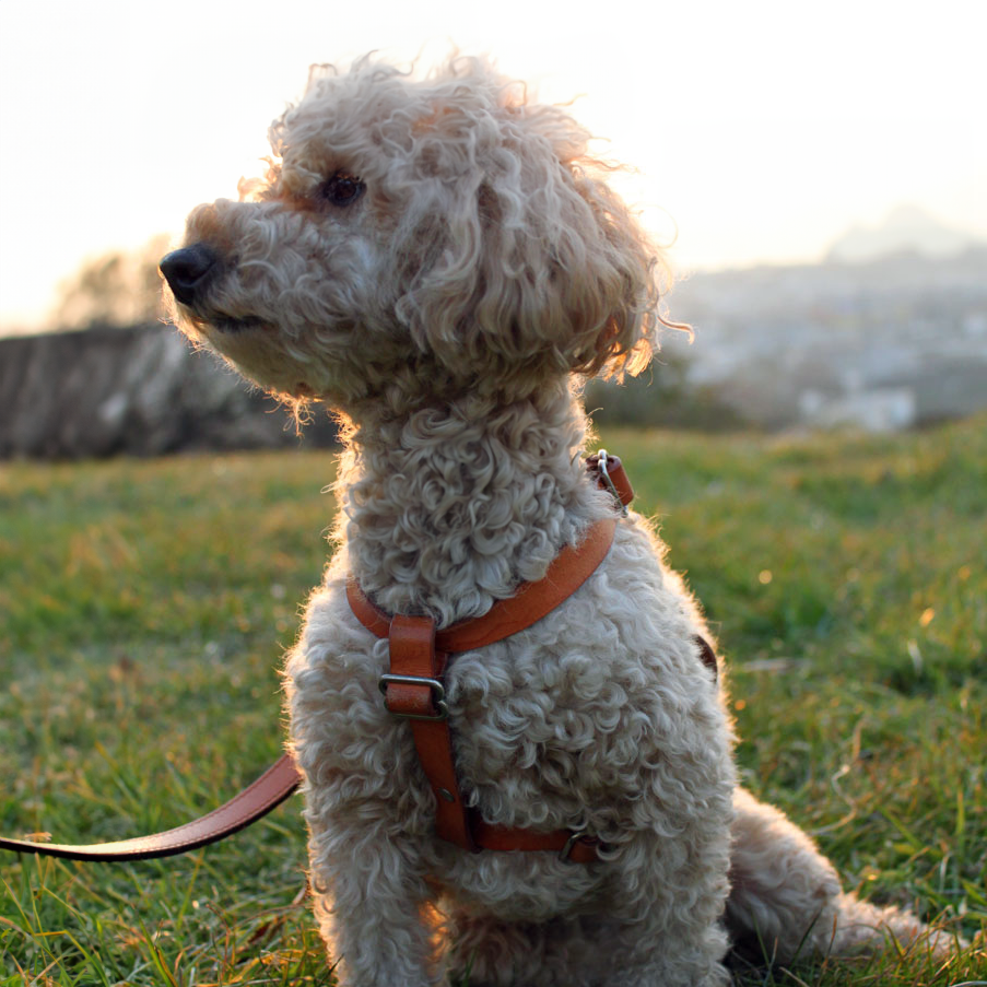 SAKURA DOGWARE ヌメ革　メタルバックル　胴囲31-46cm/約2-7kg 本革ハーネス