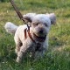 SAKURA DOGWARE ヌメ革　メタルバックル　胴囲31-46cm/約2-7kg 本革ハーネス