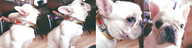 彫刻真鍮プレート付　おなまえ首輪　名入れ・電話番号　グラフィックプリント『Lucky Dog/福犬印』　本革首輪　真鍮無垢金具 サイズSS～L ベルト幅30mm #33044