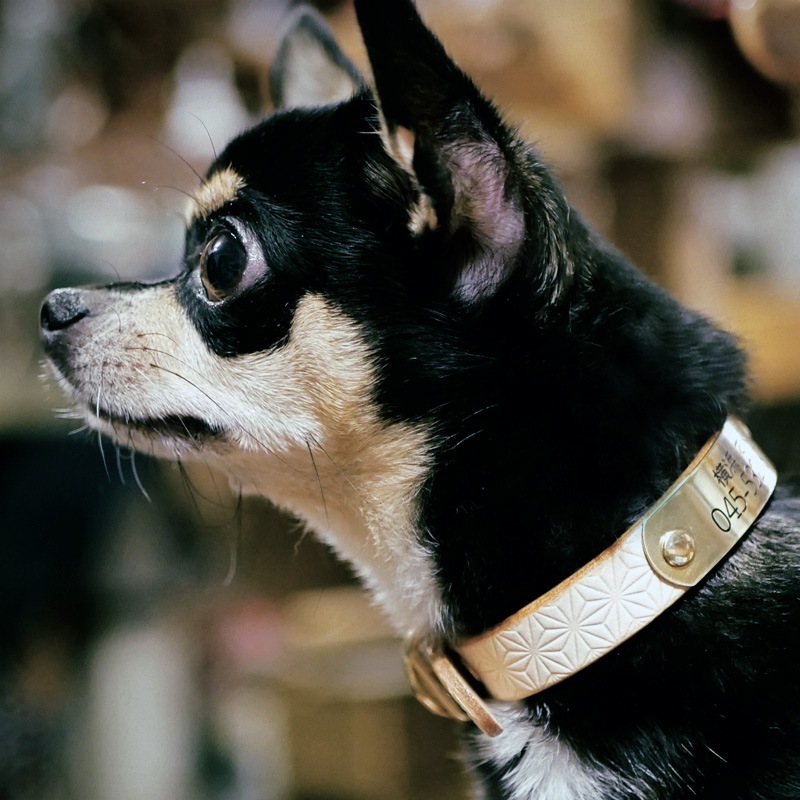 [#A8894]サクラ犬具製作所　本革　桜　菱文様　和柄型押し模様首輪 　日本製