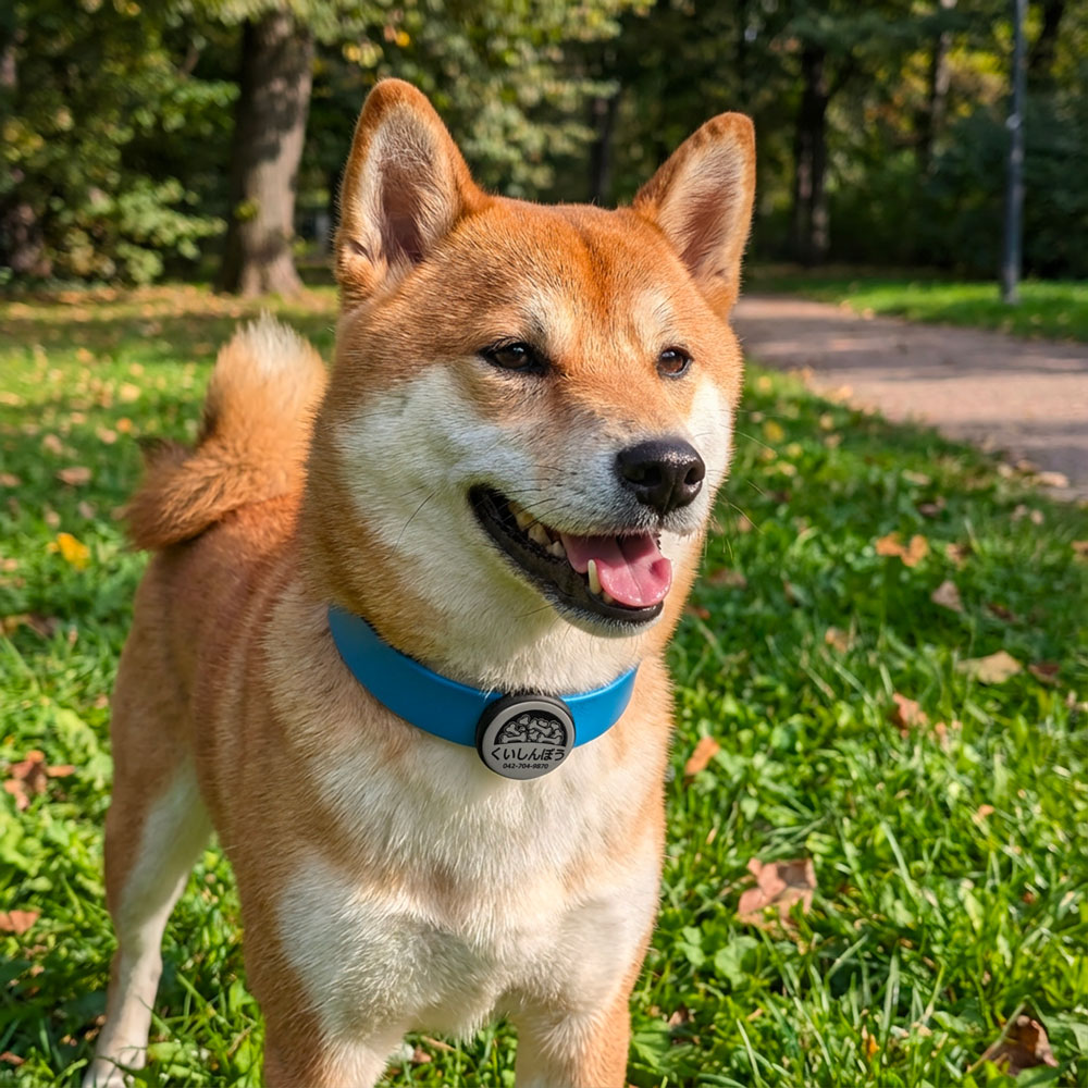 【サクラ犬具製作所オリジナル】名入れエアタグホルダー付きアウトドア首輪　16mm 24mm 防水性・柔軟性・耐久性に優れたハイテク素材の犬用首輪　長さもセミオーダーOK