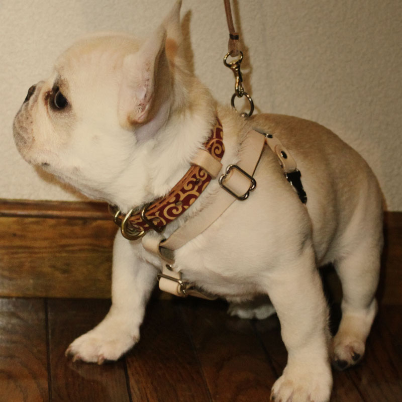 SAKURA DOGWARE ヌメ革　メタルバックル　胴囲31-46cm/約2-7kg 本革ハーネス