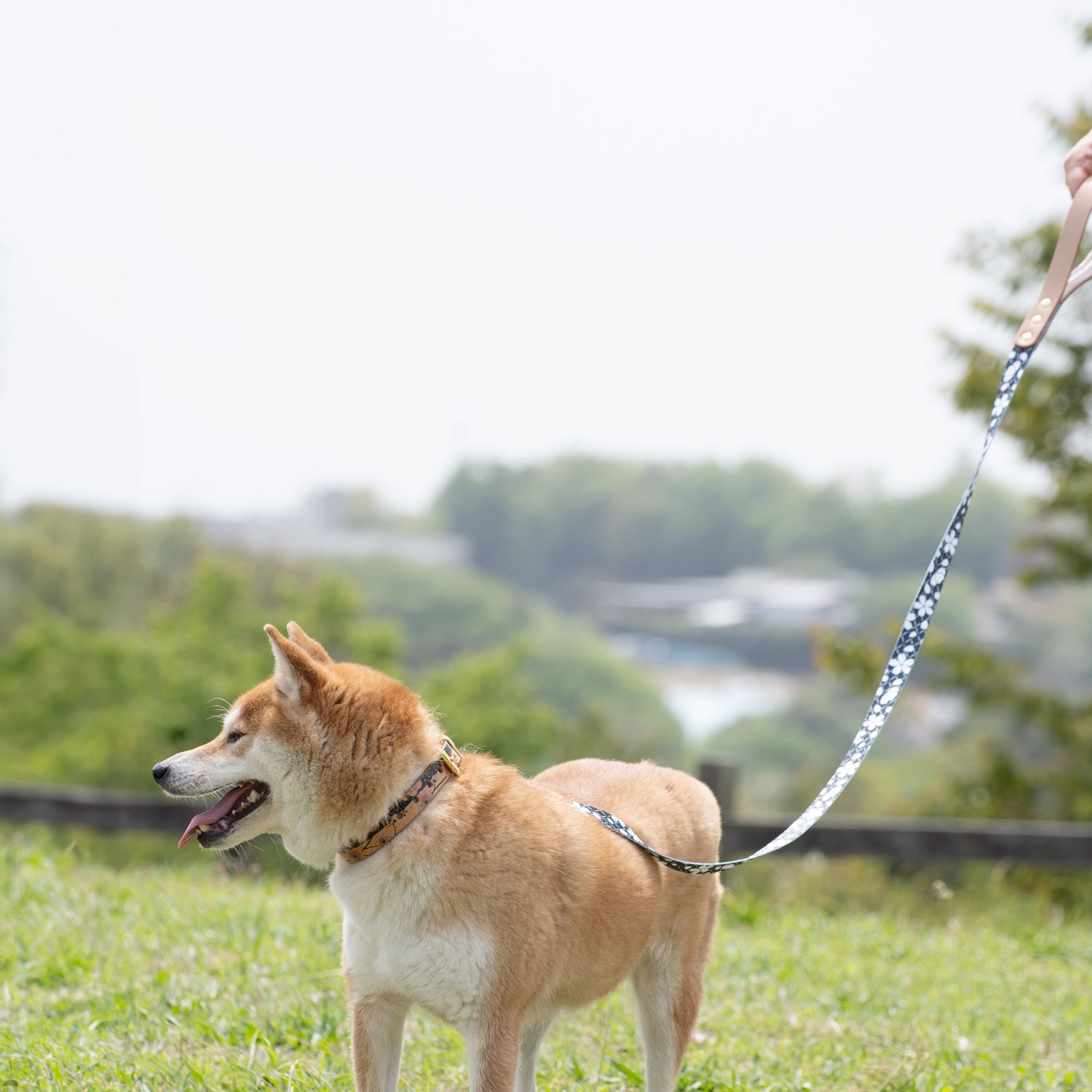サクラ模様リード　真鍮製ナスカン　　小・中・大型犬用16/24mm幅　持ち手ヌメ革　　A2681