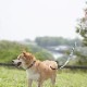 サクラ模様リード　真鍮製ナスカン　　小・中・大型犬用16/24mm幅　持ち手ヌメ革　　A2681