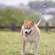 サクラ模様リード　真鍮製ナスカン　　小・中・大型犬用16/24mm幅　持ち手ヌメ革　　A2681