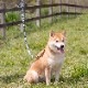 サクラ模様リード　真鍮製ナスカン　　小・中・大型犬用16/24mm幅　持ち手ヌメ革　　A2681
