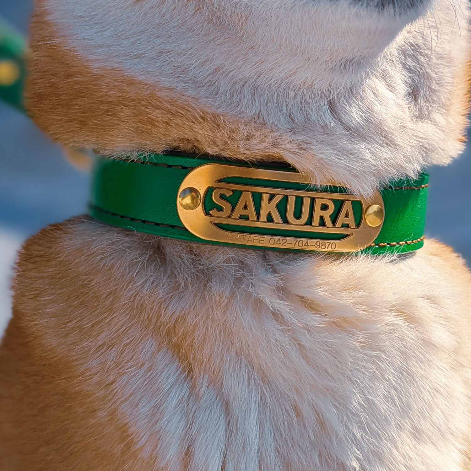 【立体彫刻】真鍮無垢ネームプレート付き 本革首輪 25mm｜ローラーバックル｜抗菌クッション｜中型・大型犬 全28色 日本製 サクラ犬具製作所 [#HBW243D-25mm]