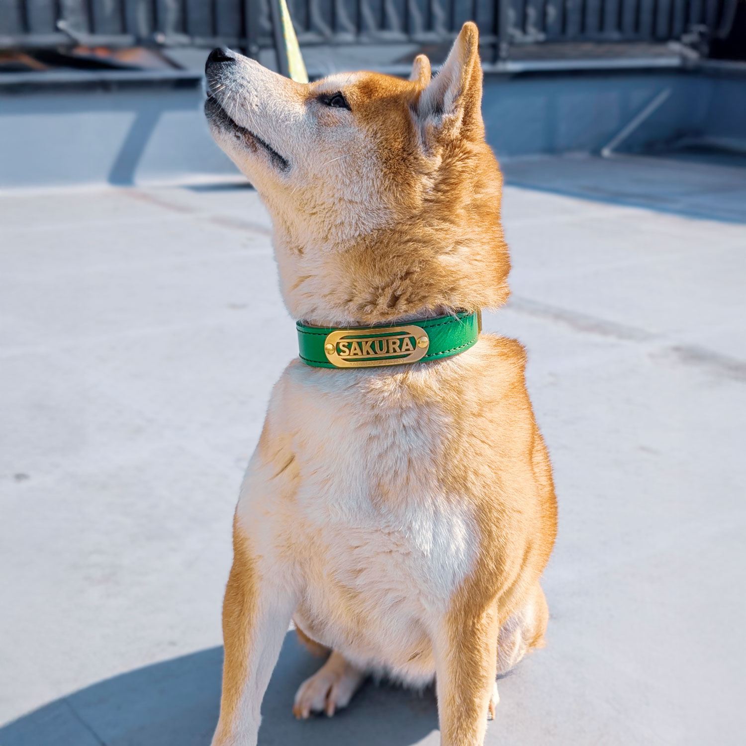 【立体彫刻】真鍮無垢ネームプレート付き 本革首輪 25mm｜ローラーバックル｜抗菌クッション｜中型・大型犬 全28色 日本製 サクラ犬具製作所 [#HBW243D-25mm]