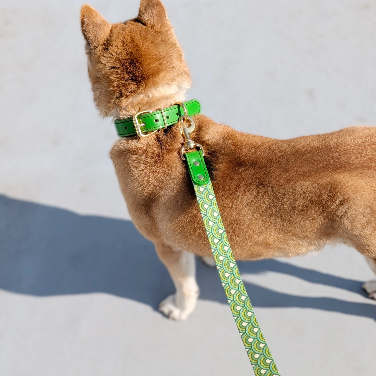 【立体彫刻】真鍮無垢ネームプレート付き 本革首輪 25mm｜ローラーバックル｜抗菌クッション｜中型・大型犬 全28色 日本製 サクラ犬具製作所 [#HBW243D-25mm]