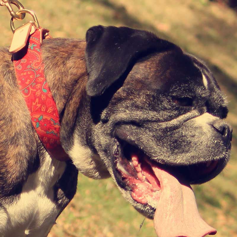 Framer WIDE グラフィック手仕上げ　本革首輪　真鍮無垢金具 ペイズリー サイズSS～LL ベルト幅30mm/40mm #33040