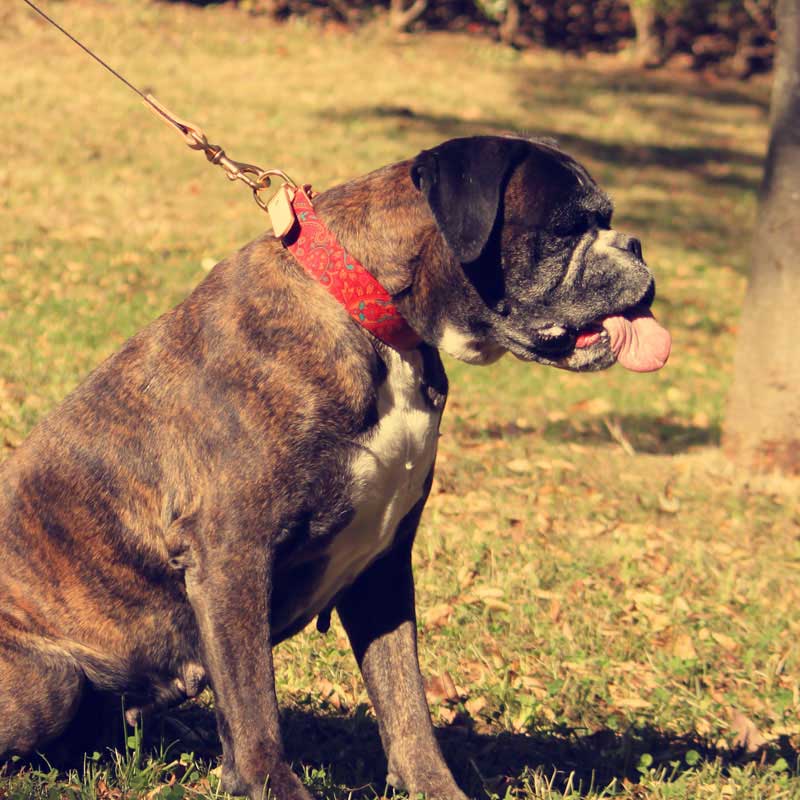 Framer WIDE グラフィック手仕上げ　本革首輪　真鍮無垢金具 ペイズリー サイズSS～LL ベルト幅30mm/40mm #33040