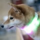 LED光る首輪　マルチカラー発光　流れる点滅　全4色14パターン　USB充電　