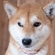 　本革パッド首輪 グラフィックNUMETHANE　引きの強い子に! おなまえ首輪　富士山　真鍮無垢金具 サイズSS～LLL  #5002