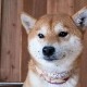 　本革パッド首輪 グラフィックNUMETHANE　引きの強い子に! おなまえ首輪　富士山　真鍮無垢金具 サイズSS～LLL  #5002