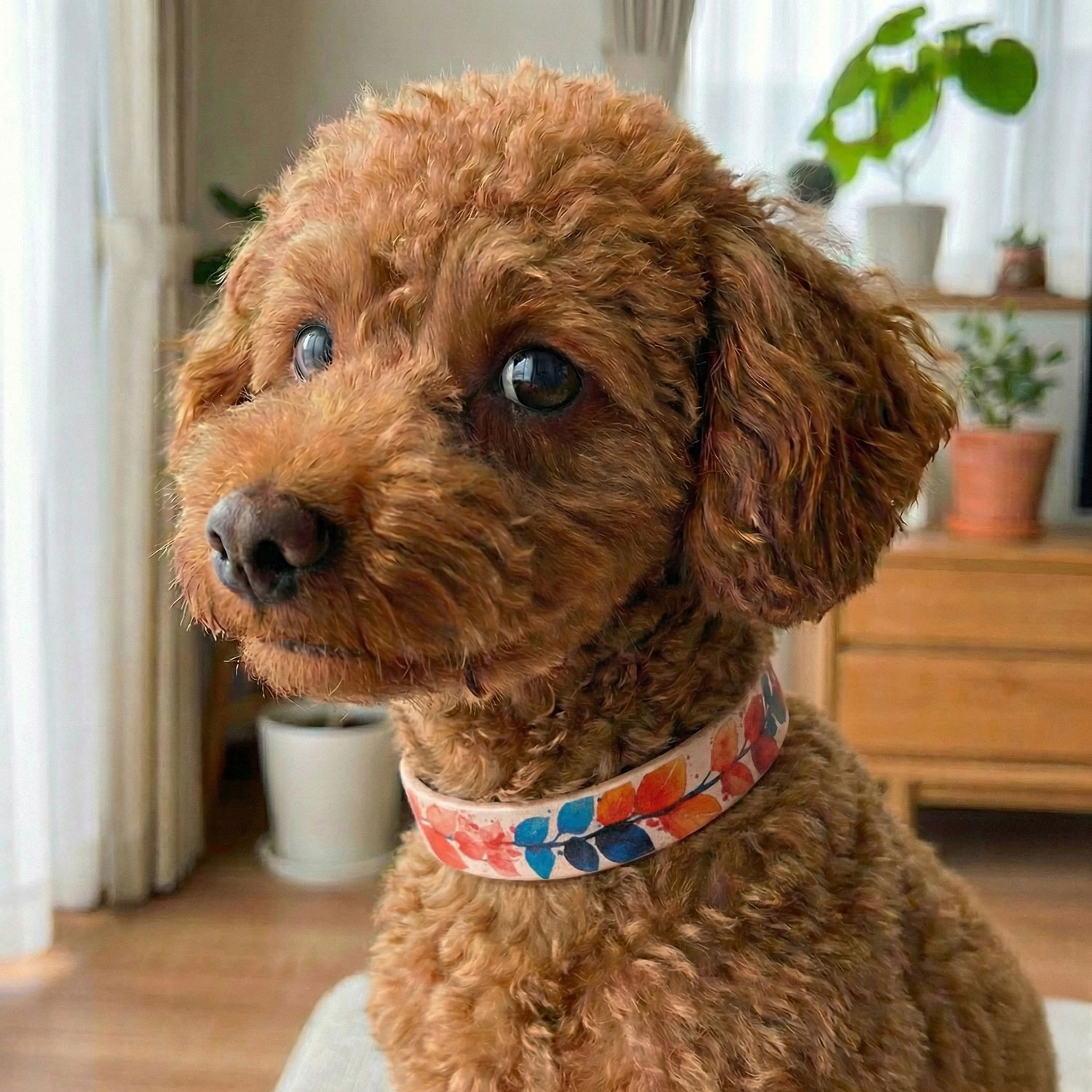 Framer アートなグラフィック本革首輪　にじみ絵リーフ　真鍮無垢金具 サイズSS～L ベルト幅16mm #23490