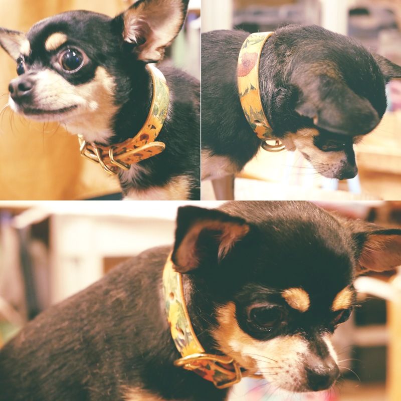 Framer アートなグラフィック本革首輪 花柄ひまわり　フラワー　真鍮無垢金具 サイズSS～L ベルト幅16mm #23454