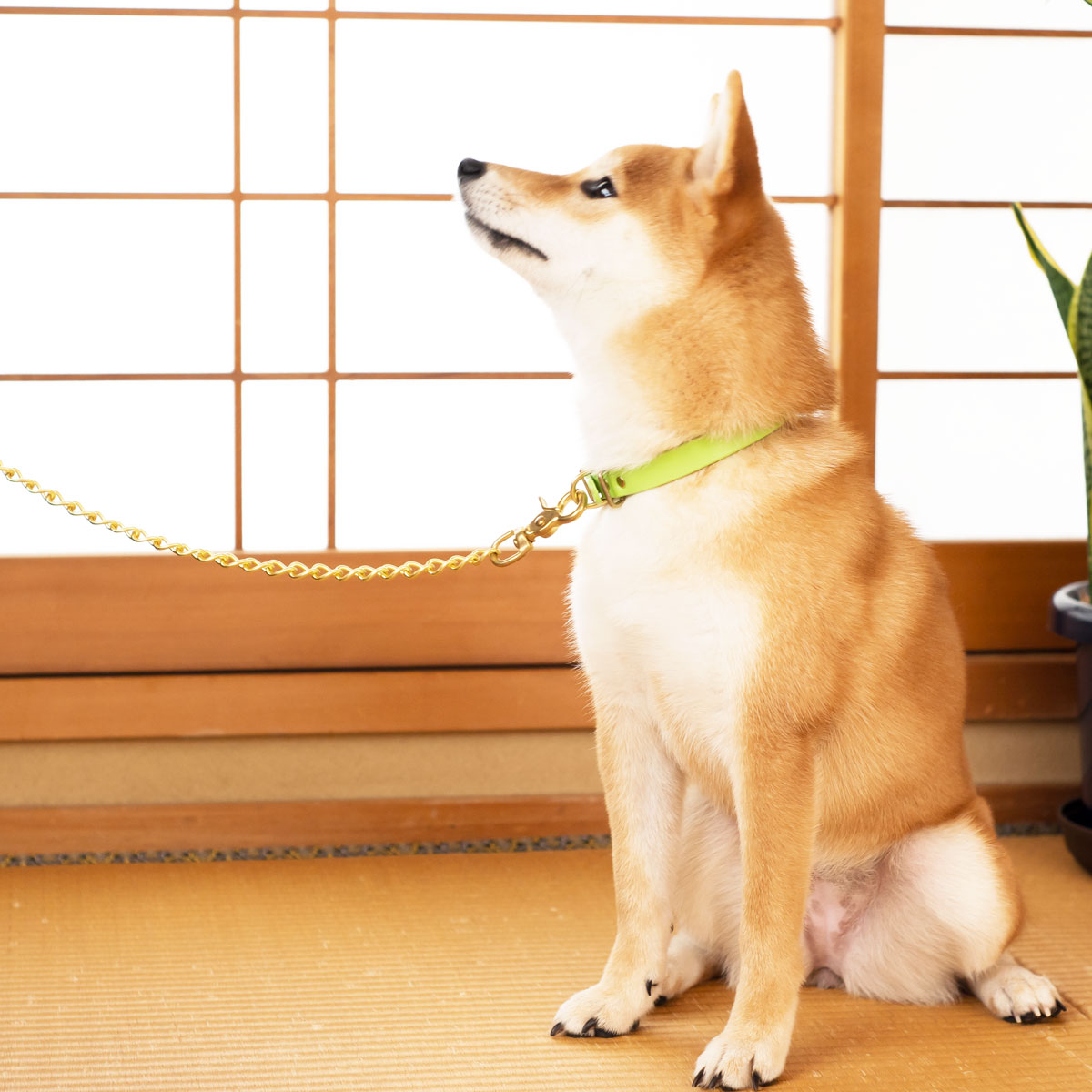 Framer アートなグラフィック本革首輪 花柄ひまわり　フラワー　真鍮無垢金具 サイズSS～L ベルト幅16mm #23454