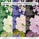 ��HANAE MORI�ۥϥʥ���� �������ƥ졼�� �ѥͥ� ���������ץ���