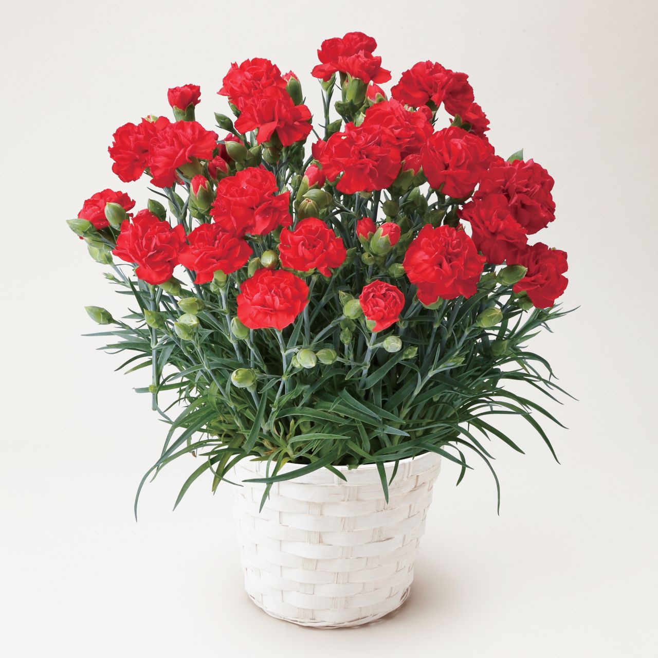 【母の日2026】カーネーション・レッド（5月6日（水）-5月10日（日）のお届け）