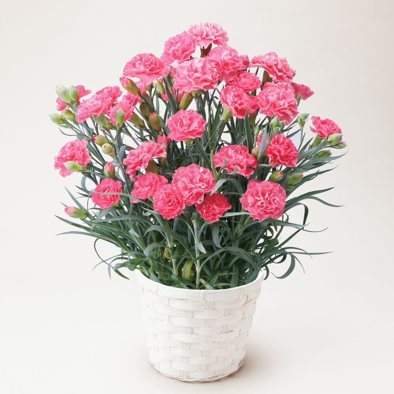 【母の日2026】カーネーション・ピンク（5月6日（水）-5月10日（日）のお届け）