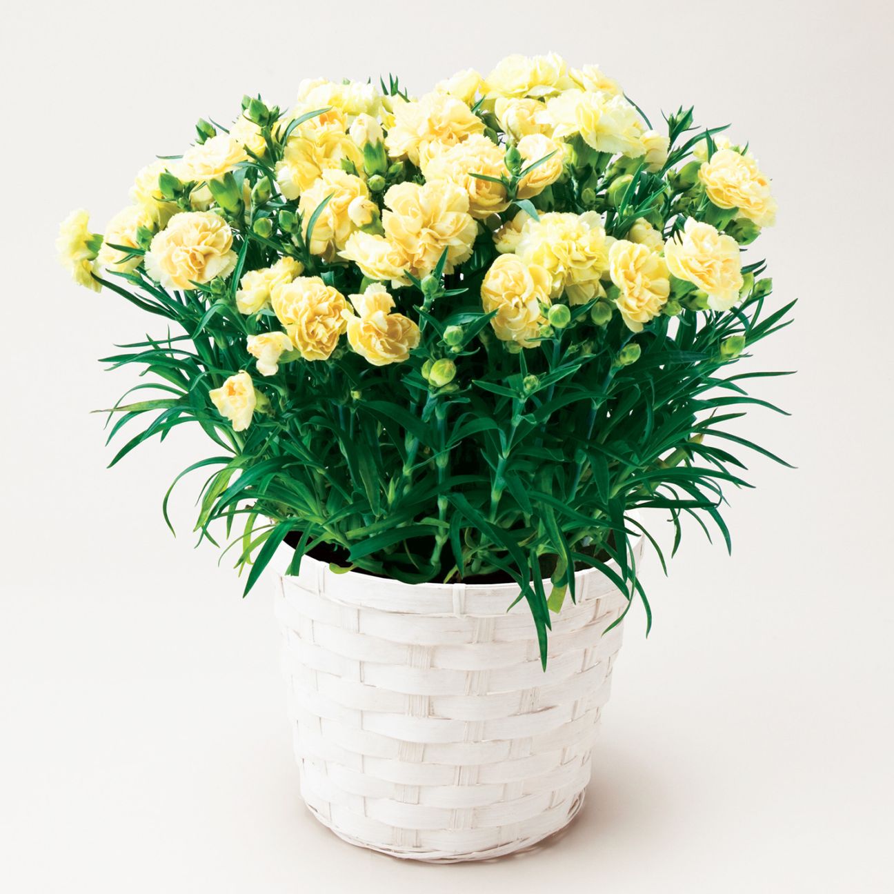 【母の日2026】カーネーション・イエロー（5月6日（水）-5月10日（日）のお届け）