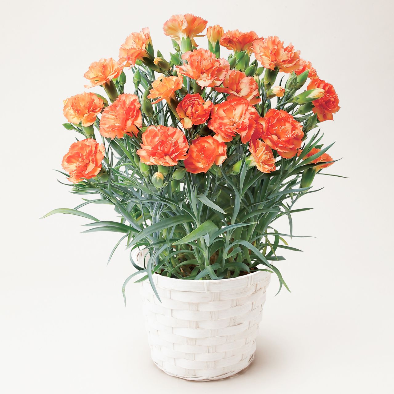 【母の日2026】カーネーション・オレンジ（5月6日（水）-5月10日（日）のお届け）