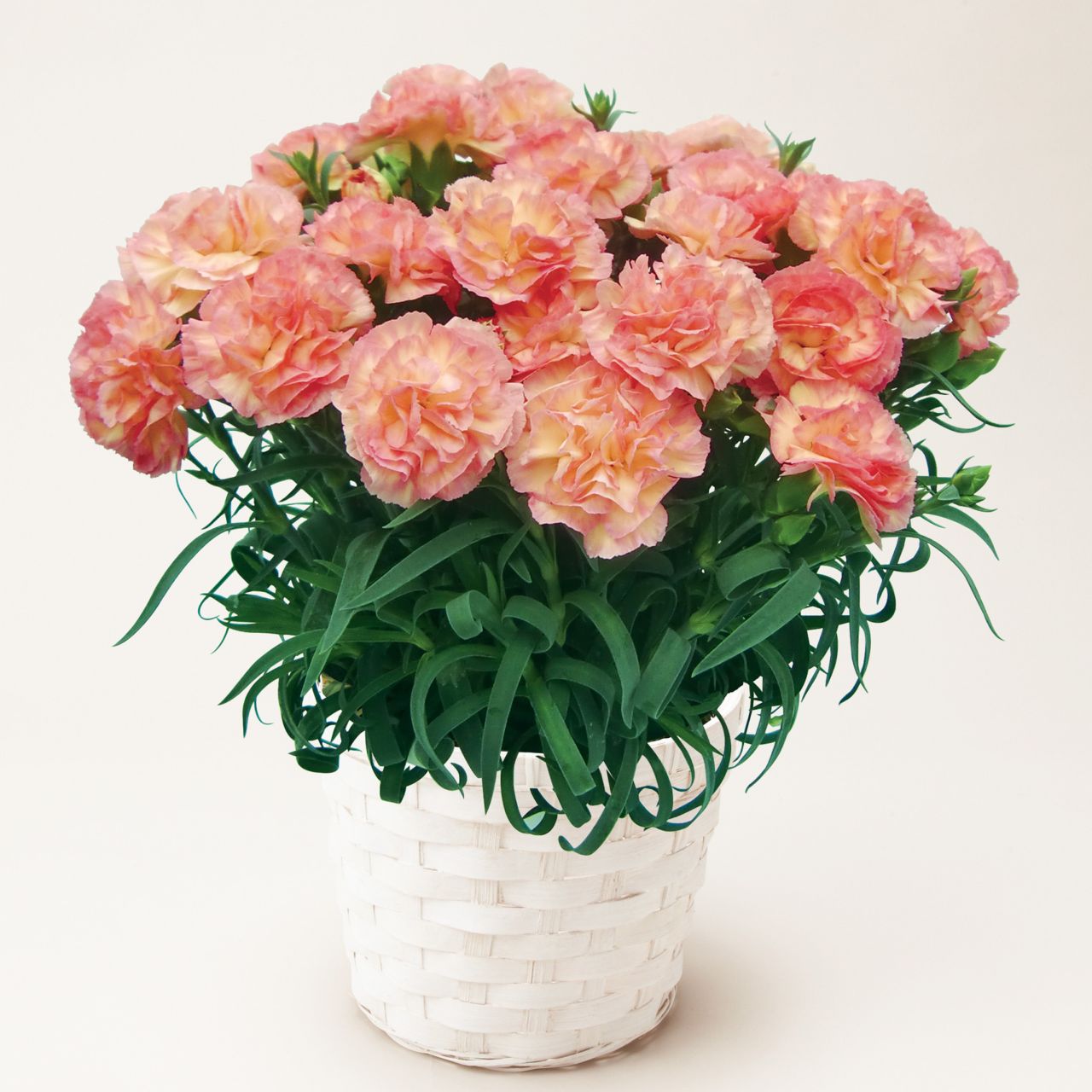 【母の日2026】カーネーション・フロリアーヌ（5月6日（水）-5月10日（日）のお届け）