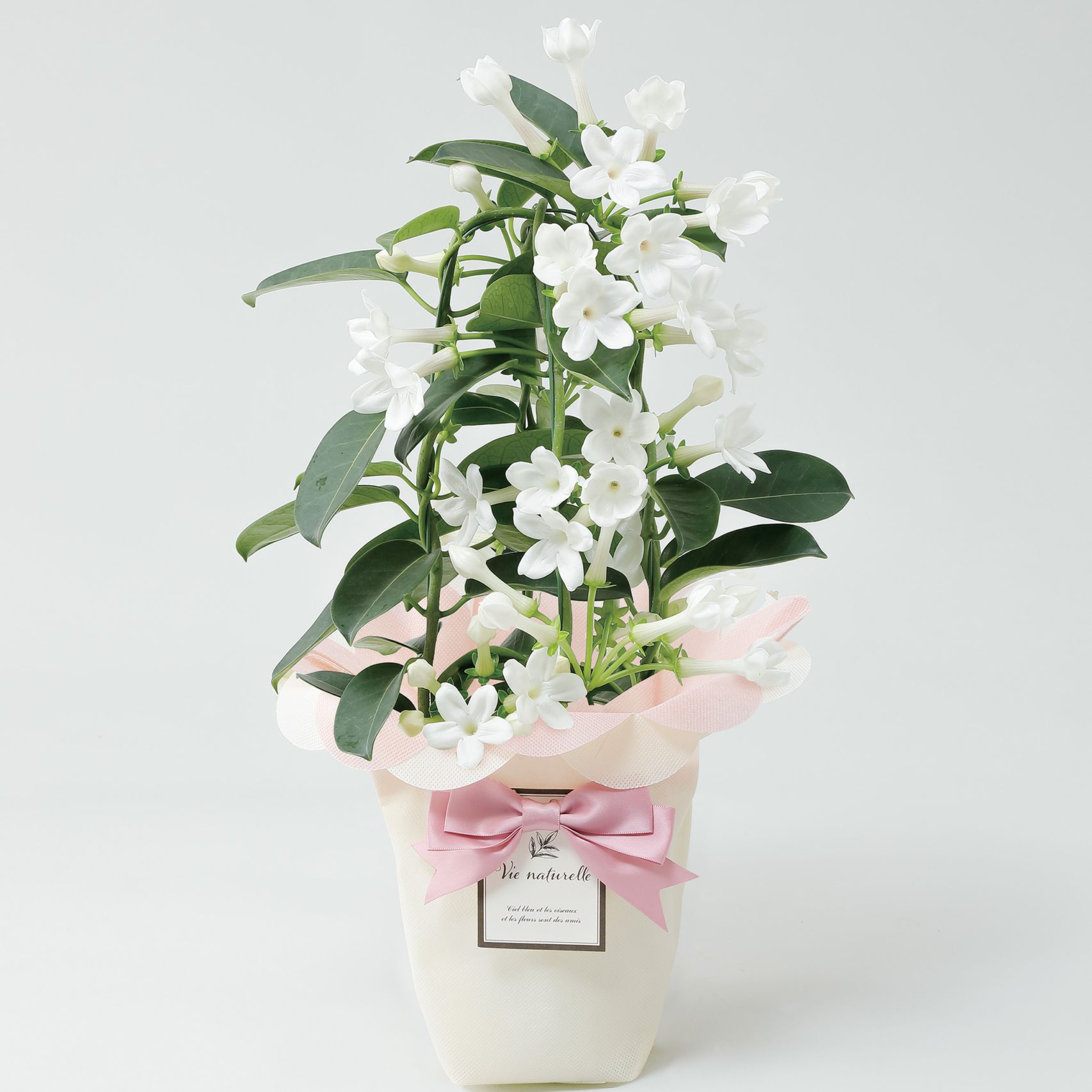 【母の日2026】マダガスカル・ジャスミン（5月6日（水）-5月10日（日）のお届け）