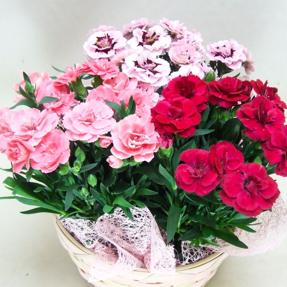 【母の日2026】カーネーション・３色MIX（5月6日（水）-5月10日（日）のお届け）