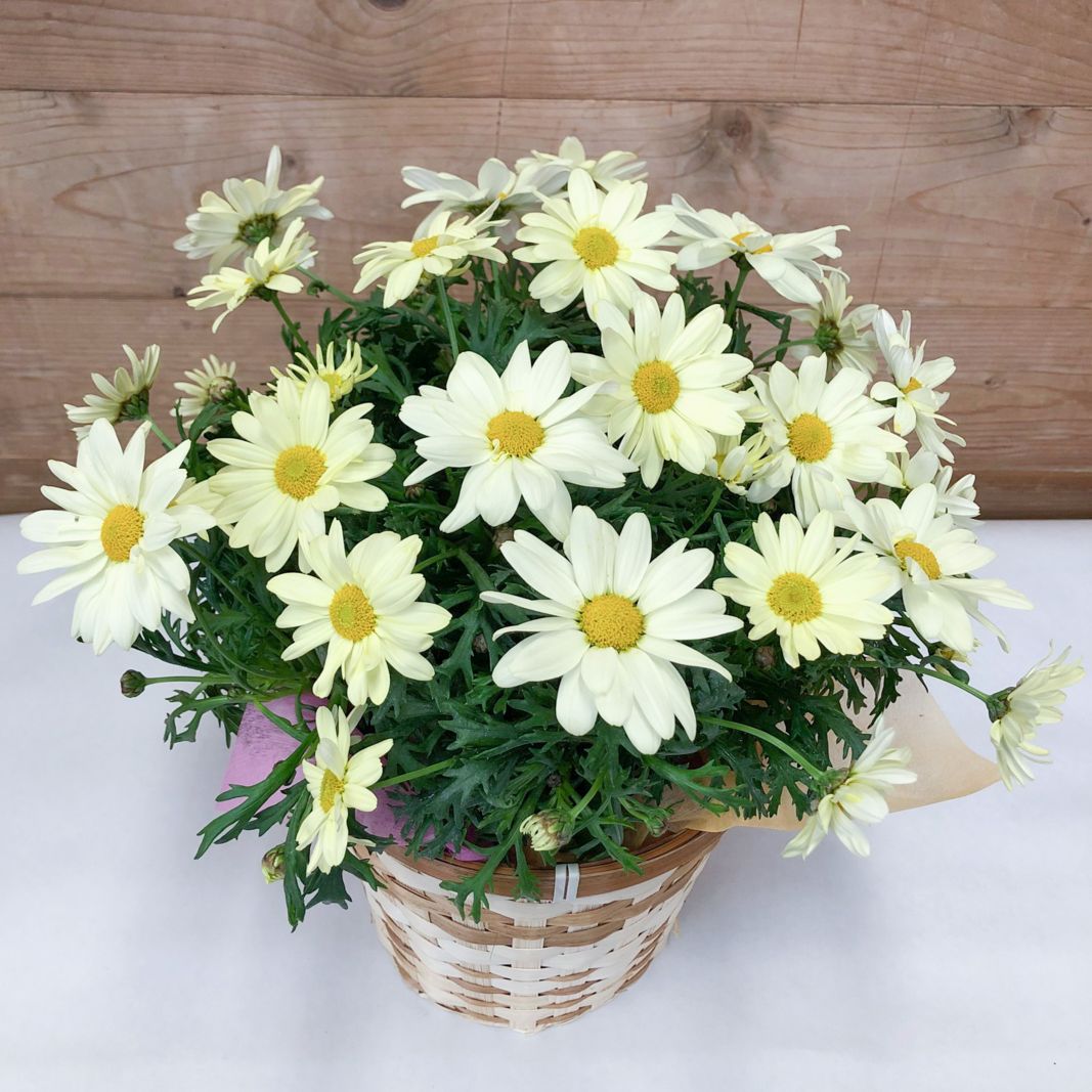 【母の日2026】マーガレット・デイジーイエロー（5月6日（水）-5月10日（日）のお届け）