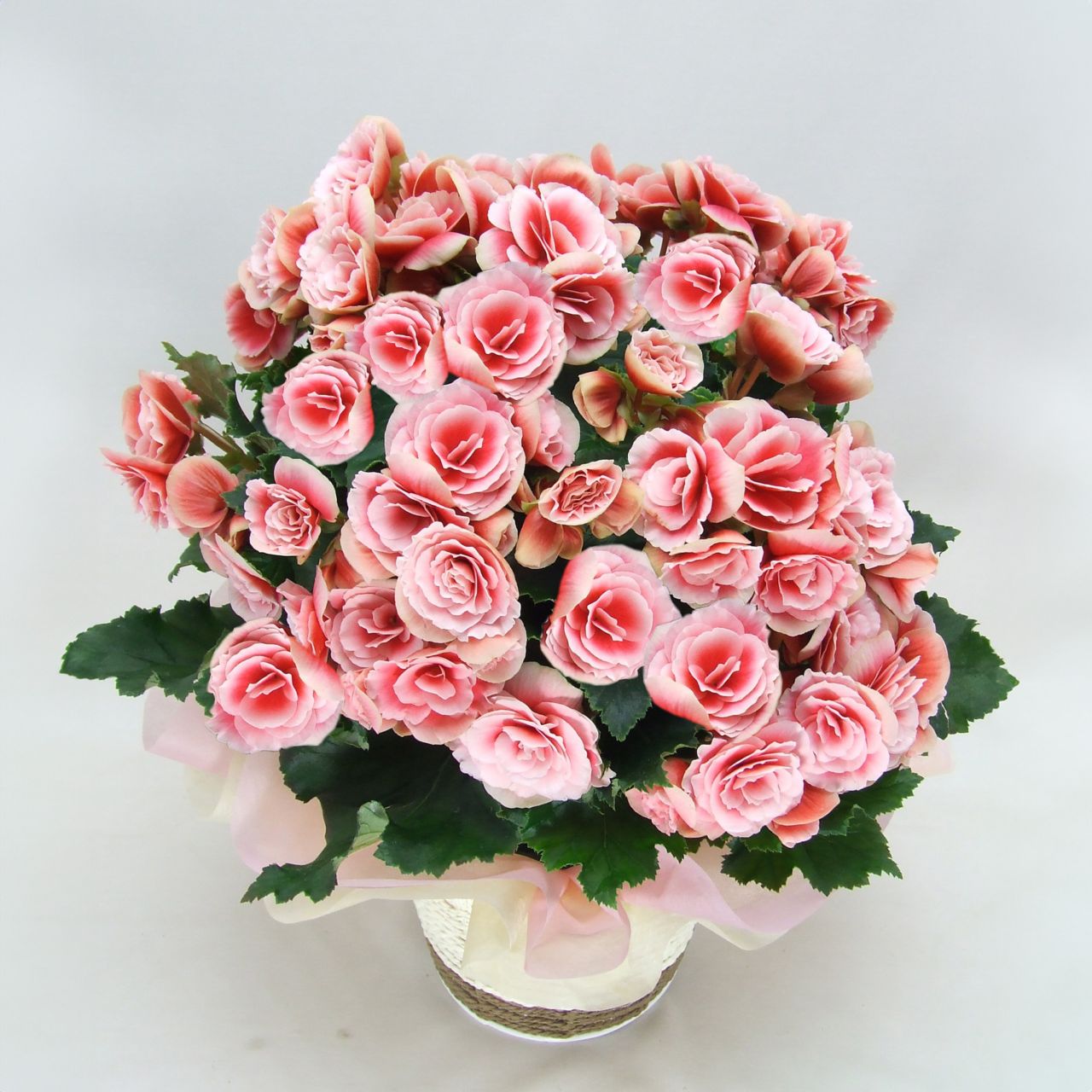 【母の日2026】ベゴニア・ボリアス（5月6日（水）-5月10日（日）のお届け）