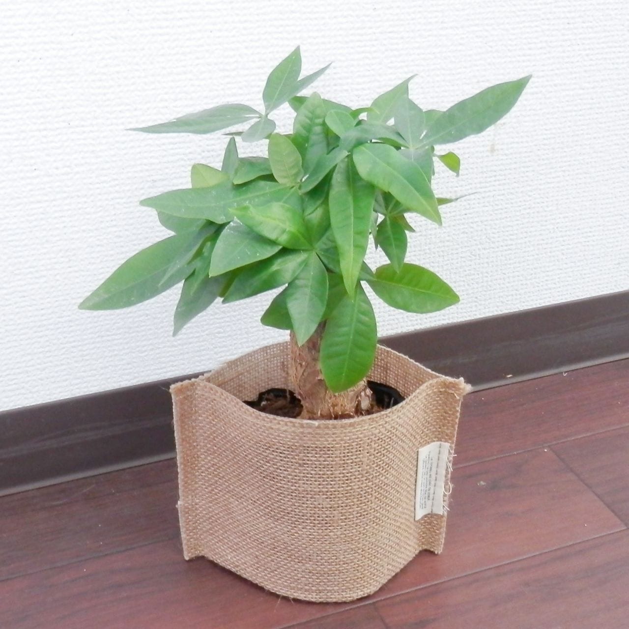 【父の日2026】ジュートカバーのパキラ（6月17日（水）-6月21日（日）のお届け）