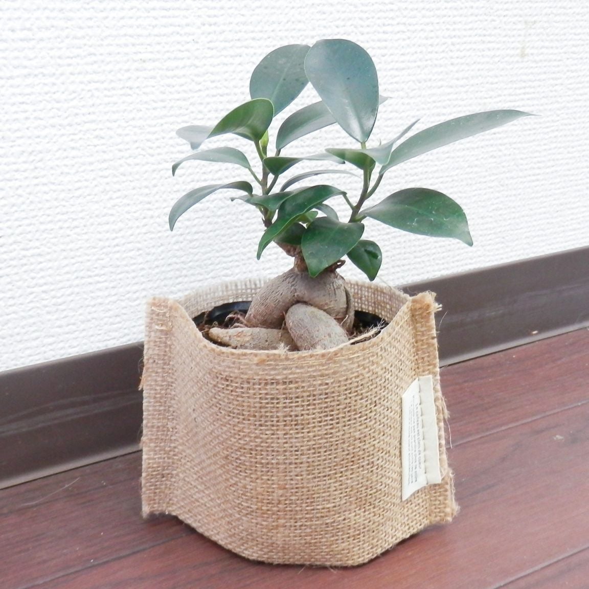 【父の日2026】ジュートカバーの多幸の木（6月17日（水）-6月21日（日）のお届け）