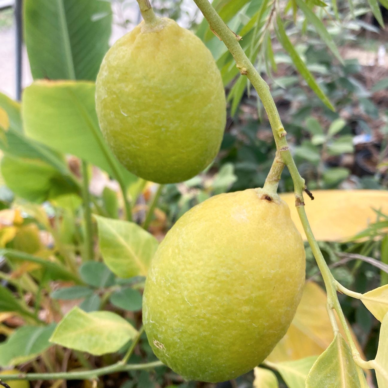 【父の日2026】レモン（6月17日（水）-6月21日（日）のお届け）