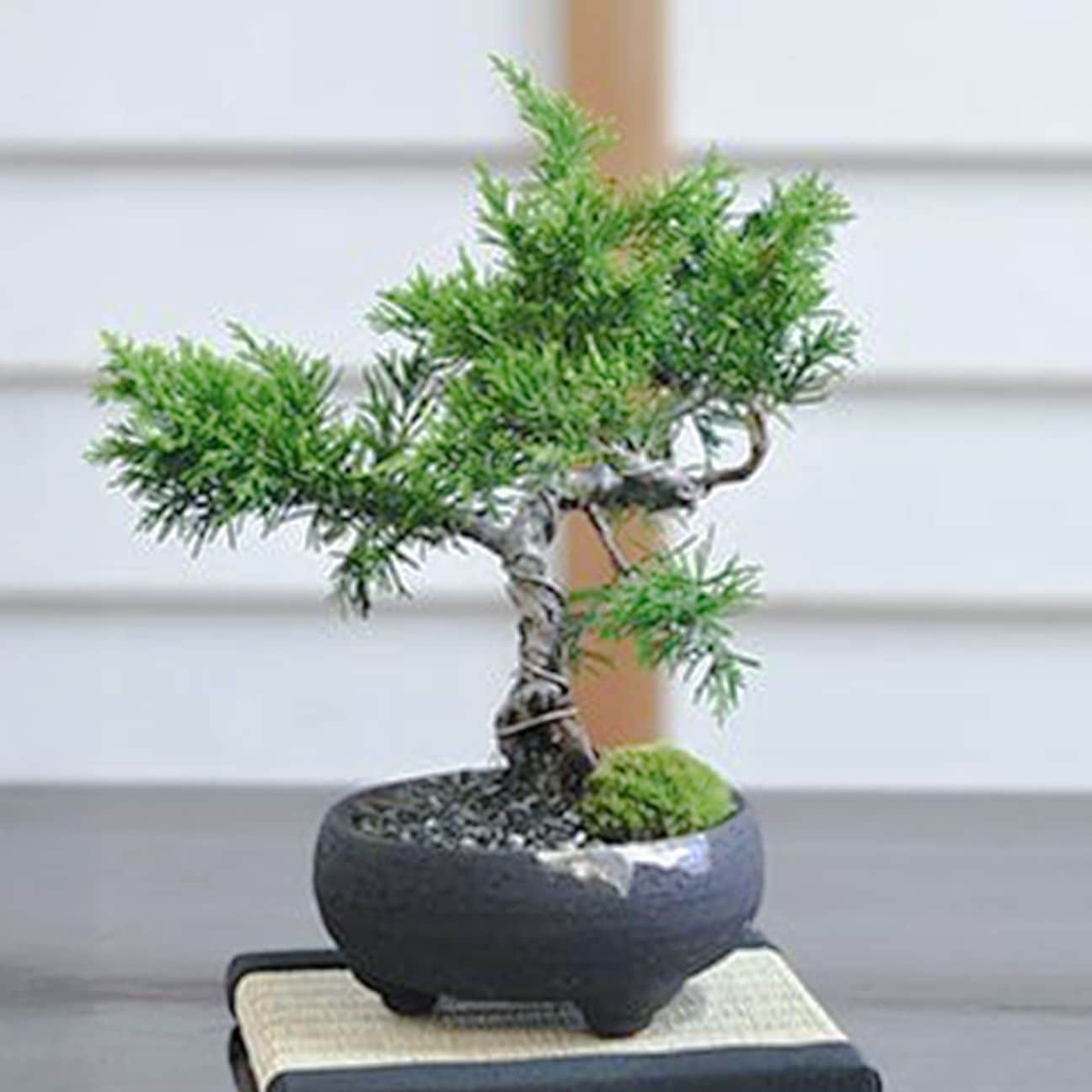 【父の日2026】ミニ真柏（6月17日（水）-6月21日（日）のお届け）